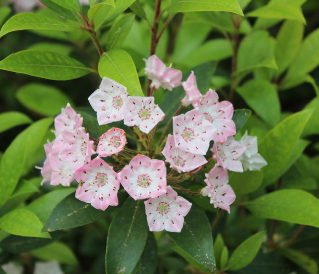 Kalmia latifolia avatar