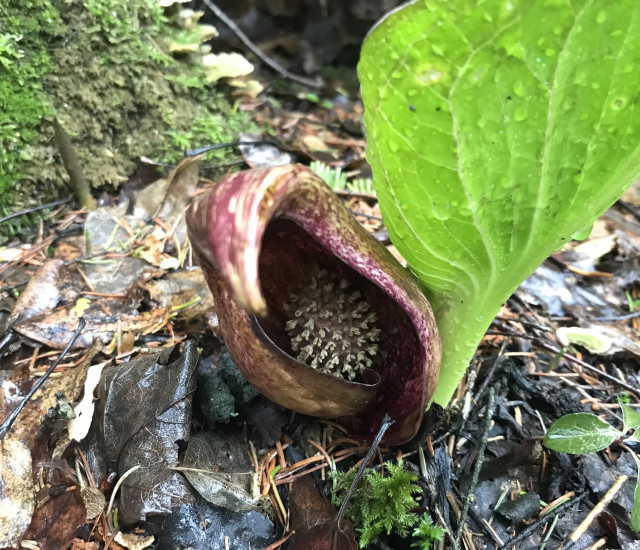 Symplocarpus foetidus avatar