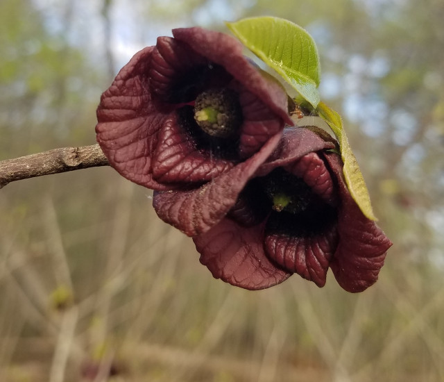 Asimina triloba avatar