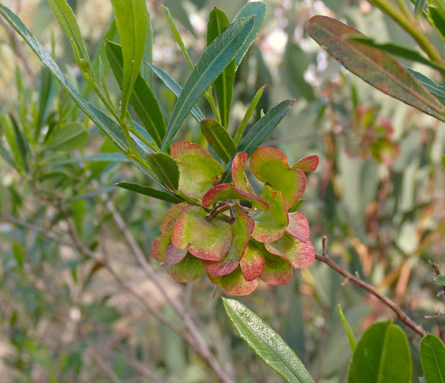 Dodonaea viscosa avatar