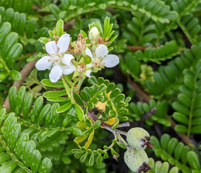 Osteomeles anthyllidifolia avatar