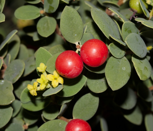 Wikstroemia uva-ursi avatar