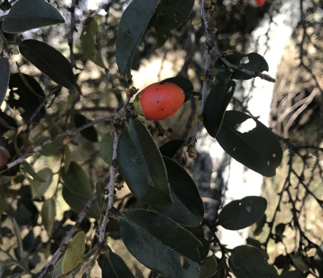 Diospyros sandwicensis avatar