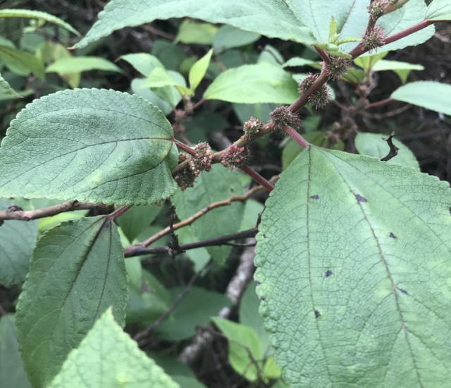 Pipturus albidus avatar