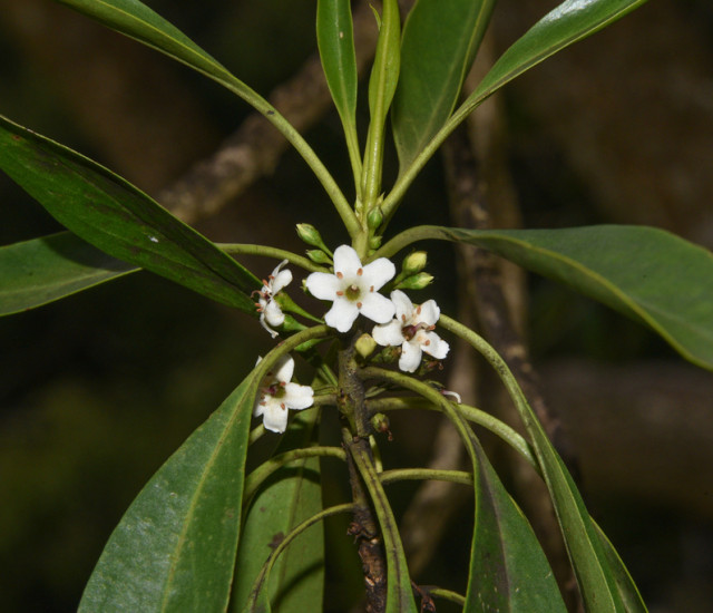 Myoporum sandwicense avatar