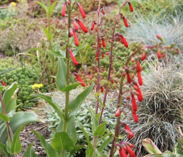 Penstemon eatonii avatar